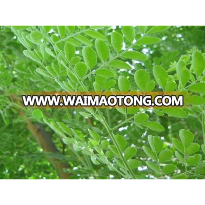 moringa olefera dry young leaf / leaves powder